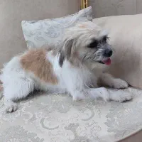 جنیفر و تیاگو...|سگ|قم, زنبیل آباد|دیوار