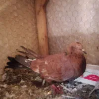 کله ای پرتغالی