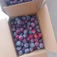 آلوقرمز‌ ‌ارگانیک