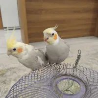 عروس هلندی|پرنده|هشتگرد, ینگی امام|دیوار