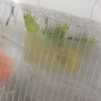 مرغ عشق|پرنده|بیرجند, |دیوار