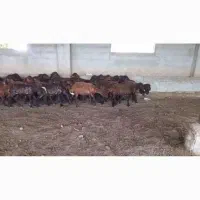 بره ماده ۳۰ راس