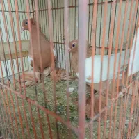 کبوتر ساری کوینح|پرنده|تبریز, |دیوار