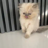 گربه پرشین فلت|گربه|تهران, جوادیه|دیوار