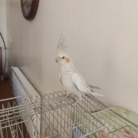 جفت عروس هلندی نر و ماده|پرنده|شاهین‌شهر, فردوسی|دیوار