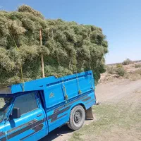 بیده|خوردنی و آشامیدنی|کرمان, |دیوار