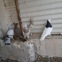 کبوترپرشی