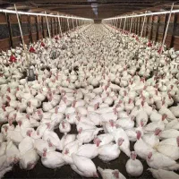 بوقلمون برنز   و بوربن و  بیوتی