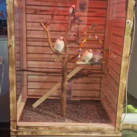 قفس چوبی پرنده|لوازم جانبی حیوانات|خوی, |دیوار