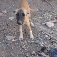 سگ نگهبان وگله|سگ|جوین, |دیوار