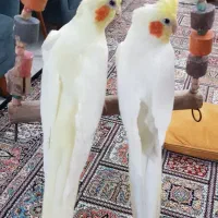 جفت مولد عروس هلندی لوتینو