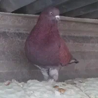 کفتر نر پرشی جنس درست