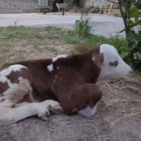 گوساله سیمینتال اصل