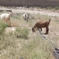 دو راس بز جوان فروشی