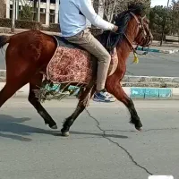 سوار کاری بااسب|اسب و تجهیزات اسبسواری|نیشابور, عطار|دیوار