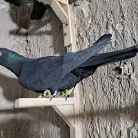 کلاغ گوک تبعیدی