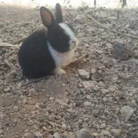 حاج خرگوش|موش و خرگوش|فیروزآباد (فارس), |دیوار