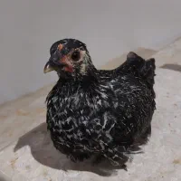 ۳ عدد جوجه از نژاد خالص مرغ مینیاتوری(چینی)
