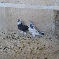 دوتا ماده گردن کلفت به شرط نطفه جنس،تخفیف داره|پرنده|ری, سرتخت|دیوار