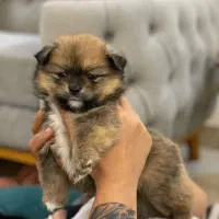 توله پامر ۲ماهه|سگ|شیراز, حومه شیراز|دیوار