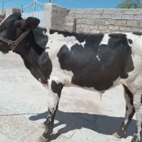 گوساله نر جنسی