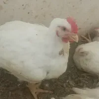 مرغ و خروس گوشتی