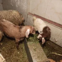 بزغاله|حیوانات مزرعه|کرمانشاه, |دیوار