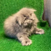 گربه اسکاتیش|گربه|شیراز, حافظیه|دیوار