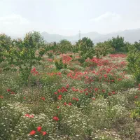 فروش‌باغ‌سندتک‌برگ‌همراه‌بااب‌وبرق‌دردوشان