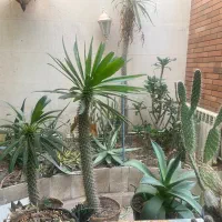 فروش‌عمده و تک کلکسیون کاکتوس های نایاب و گل