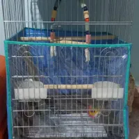 عروس هلندی جفت لوتیتو کینگ سایز خوشگل ، قفس ۱۰۳۳|پرنده|رباطکریم, شهرک والفجر|دیوار