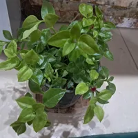 کالسکه بچگانه|کالسکه و لوازم جانبی|اسفراین, |دیوار