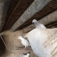 کبوتر|پرنده|ایوان, |دیوار