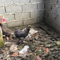 خروس فونیکس|حیوانات مزرعه|کیلان, |دیوار