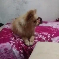 سگ پامر اصل|سگ|پاکدشت, پاکدشت (مامازند)|دیوار