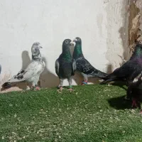 کفتر .کبتر