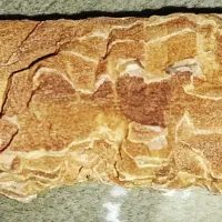 قطعه-زمین-کشاورزی