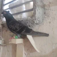 نر دم سفید،جوجه سرور فروشی