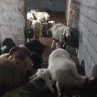 میش بره فروشی|حیوانات مزرعه|مهریز, |دیوار