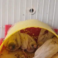 فنچ|پرنده|مرودشت, فرهنگ|دیوار