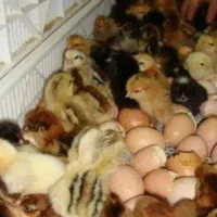 پیش فروش جوجه محلی