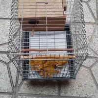 قفس ۱۰۳۲|لوازم جانبی حیوانات|رباط‌کریم, الارد|دیوار