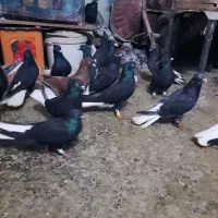 دسته 20 تایی دم سفید عتیقه