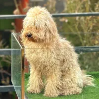 سگ پودل نر فوق العاده با ادب و زیبا