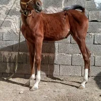 کره مادیون کره تایماز نوه فیصل