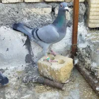 حیوون|حراج|فسا, |دیوار