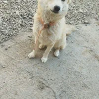 سگ روباهی ماده باهوش