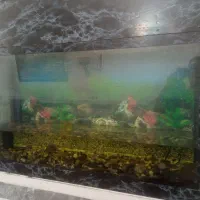اکواریوم