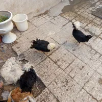 با سلام...10عدد مرغ و خروس به فروش میرسد