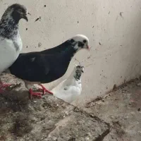 فروش کبوتر شازده|پرنده|نوشهر, |دیوار